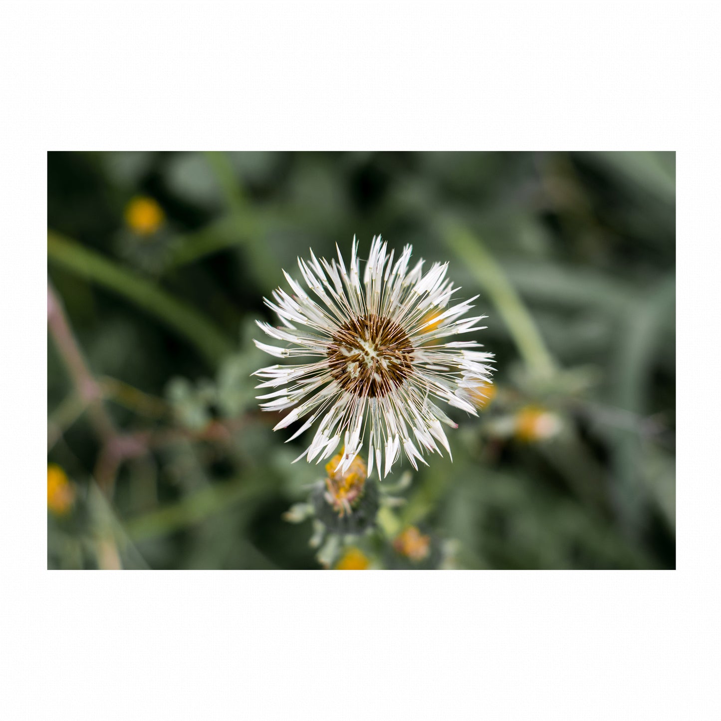 Fine Art Photography Prints