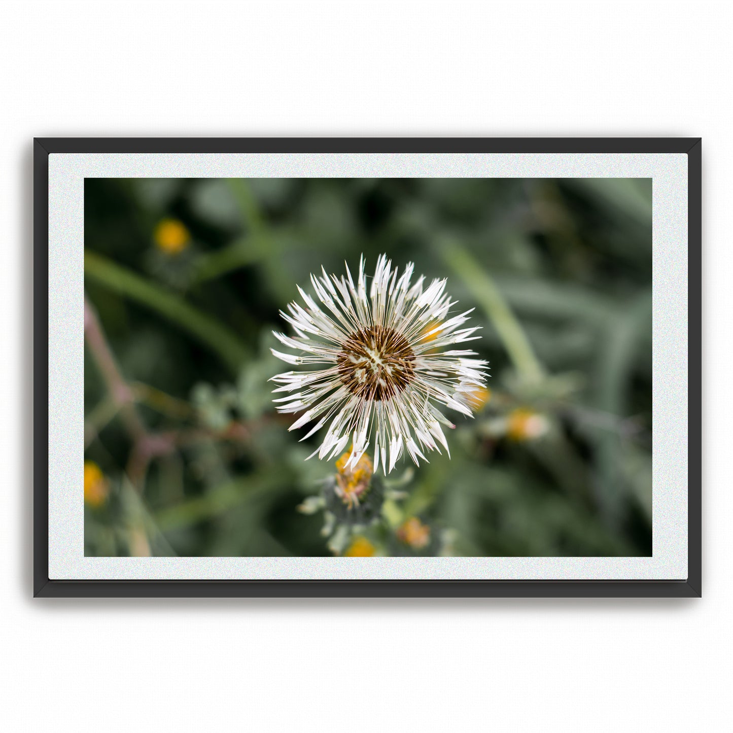 Fine Art Photography Prints