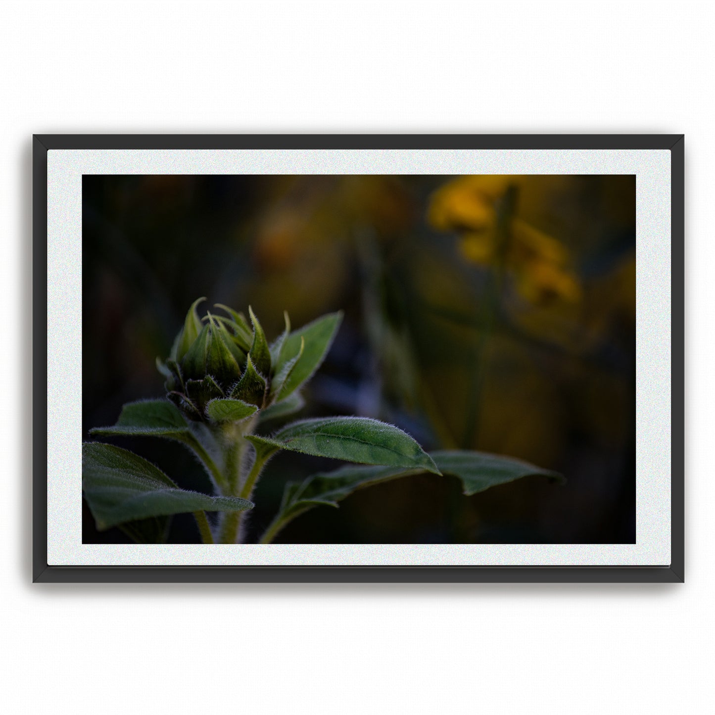 Fine Art Photography Prints