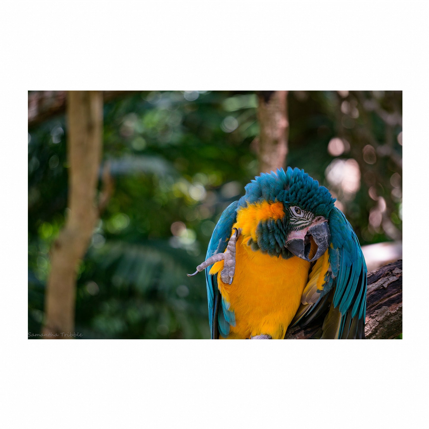 Tropical Charmer | Canvas
