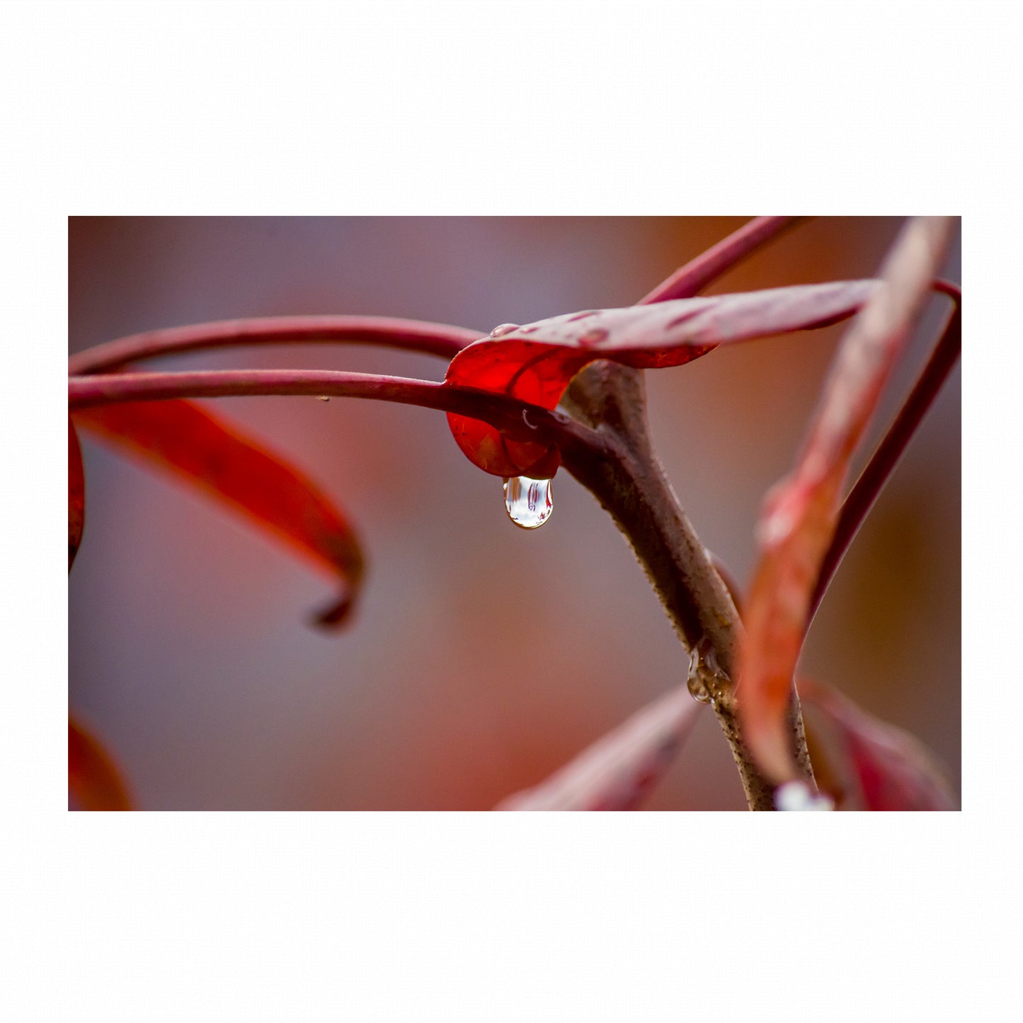 Fine Art Photography Prints