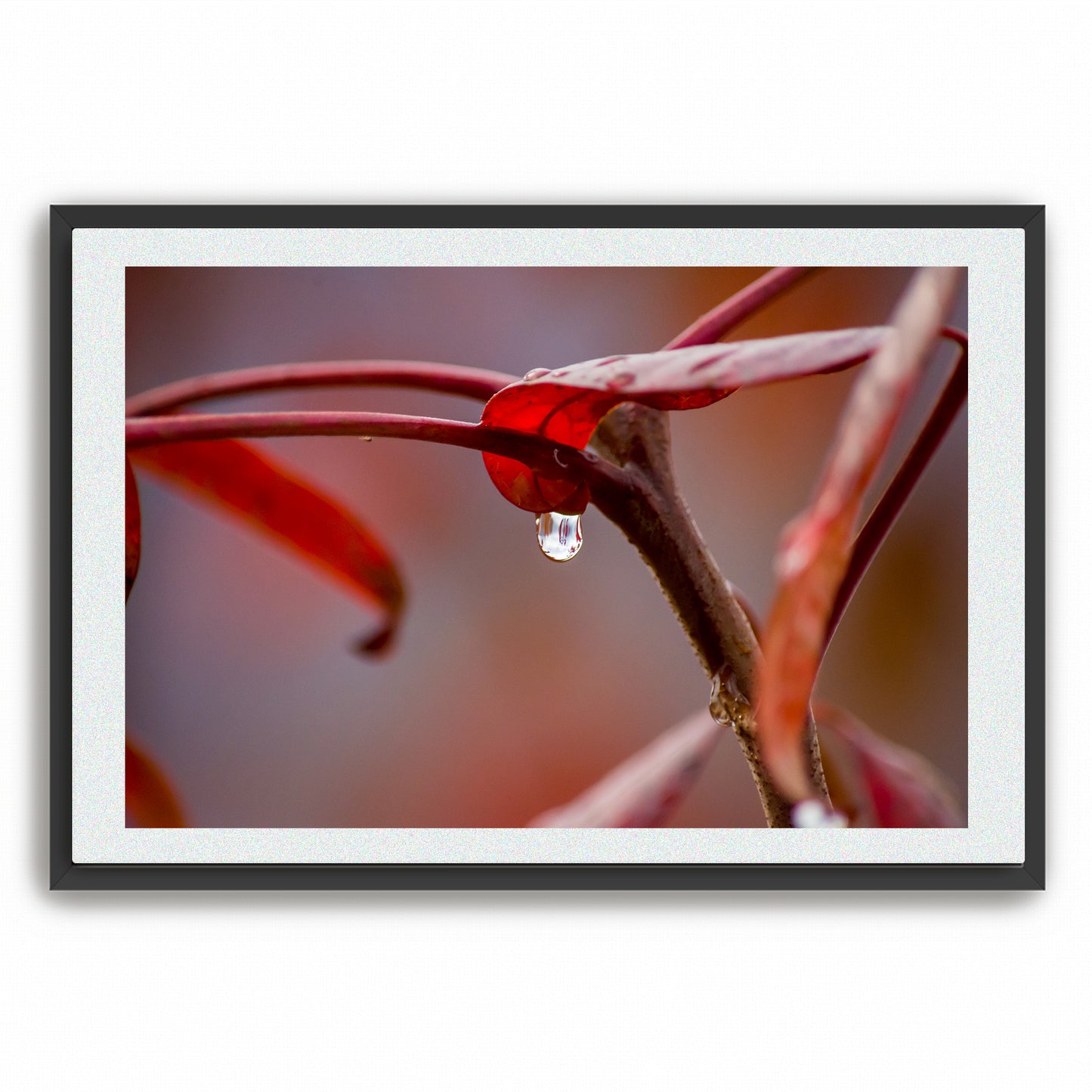 Fine Art Photography Prints