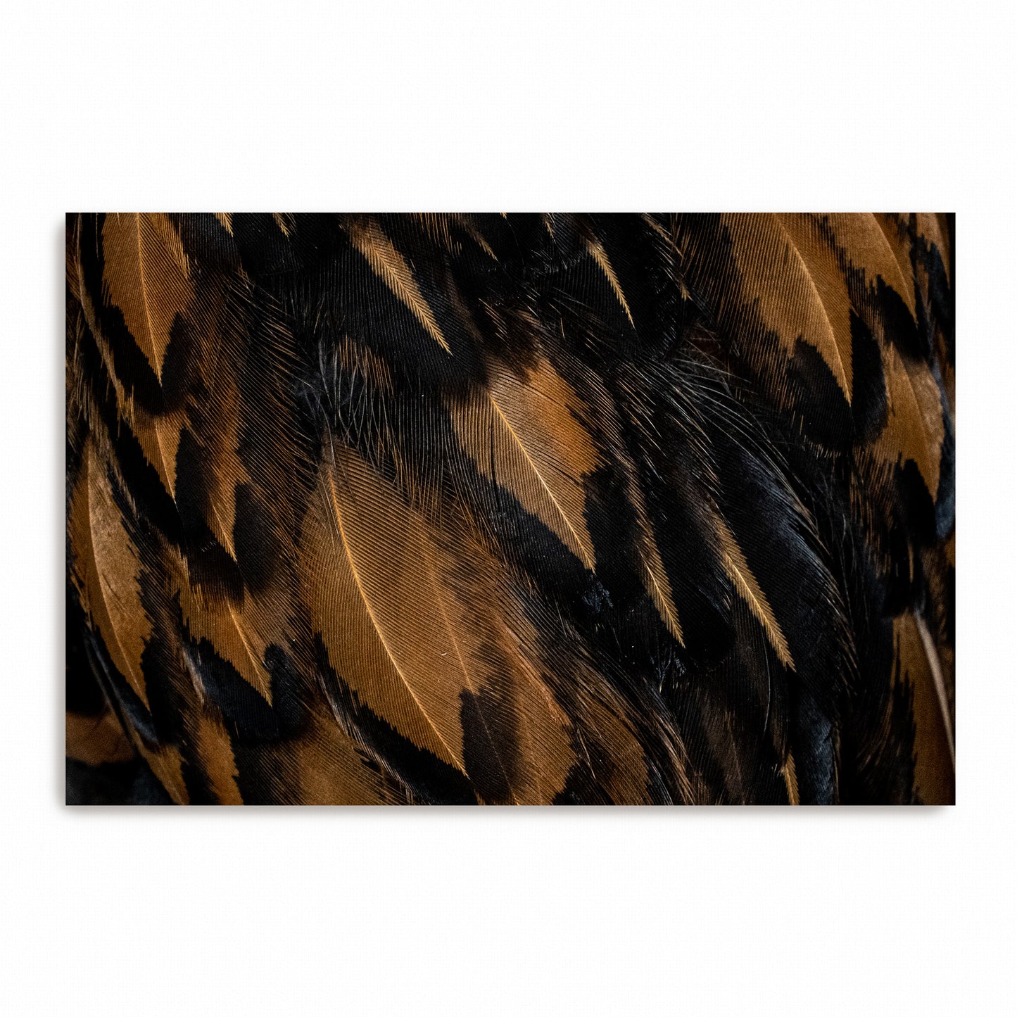 Patterns of Flight | Canvas