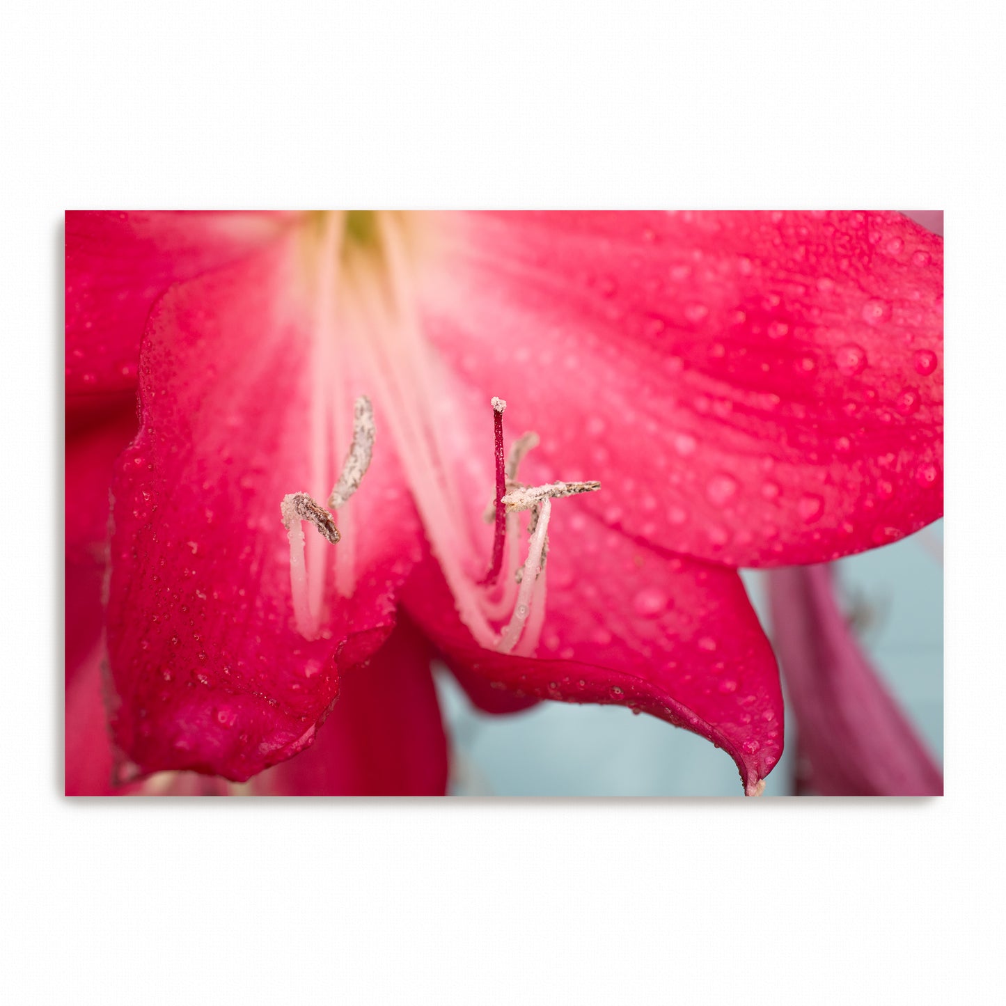Heart of Bloom | Metal Prints