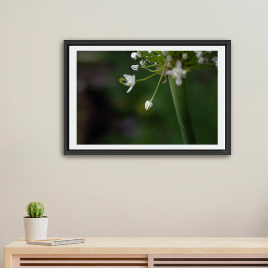 The Quiet Bloom | Framed Fine Art