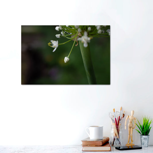 The Quiet Bloom | Canvas