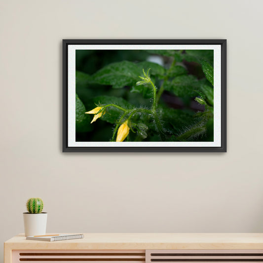 First Light, First Bloom | Framed Fine Art