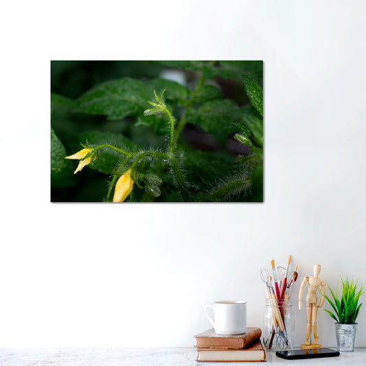 First Light, First Bloom | Metal Prints