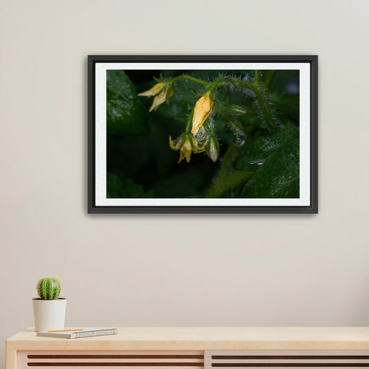 Cradled in Rain | Framed Fine Art