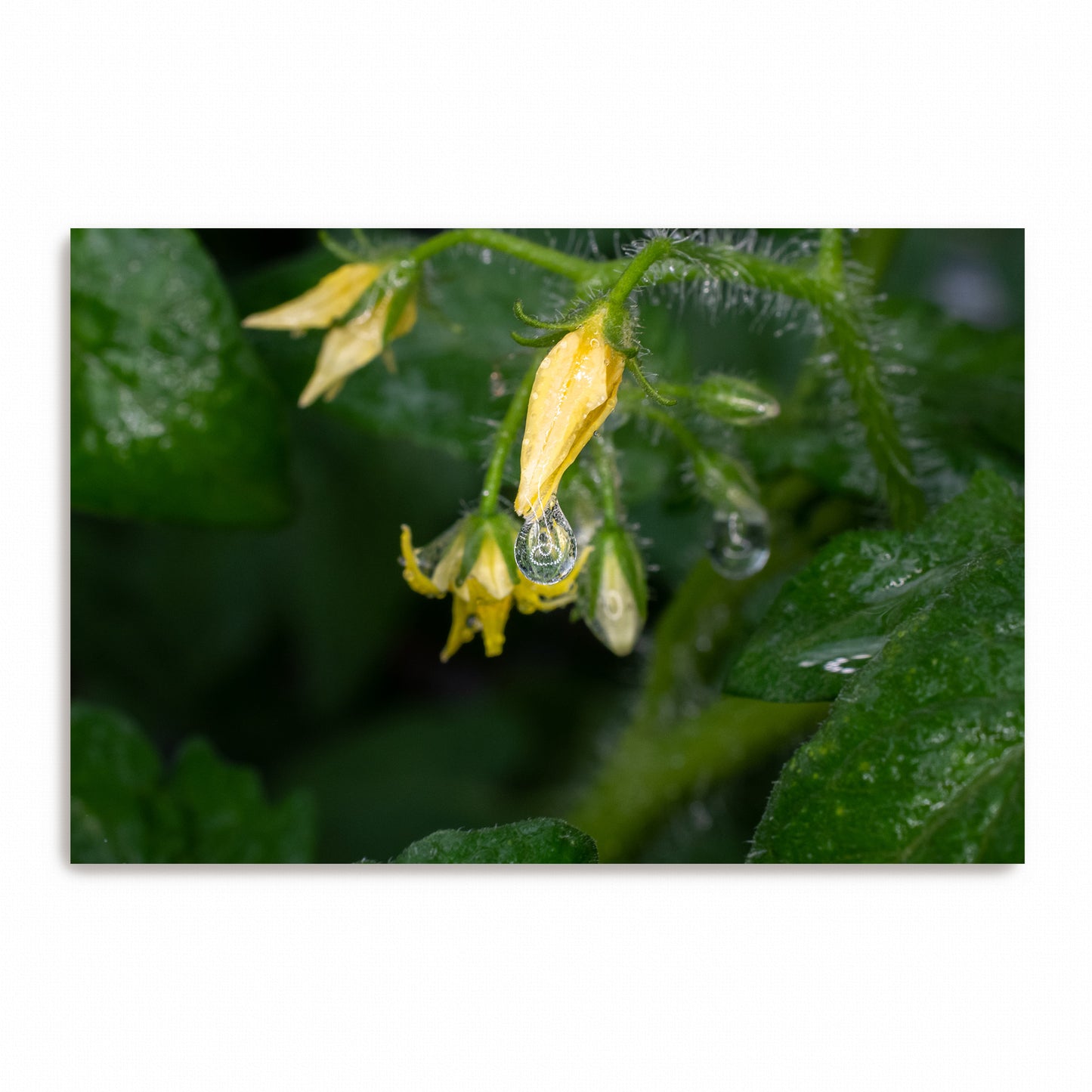 The Weight of a Drop | Metal Prints