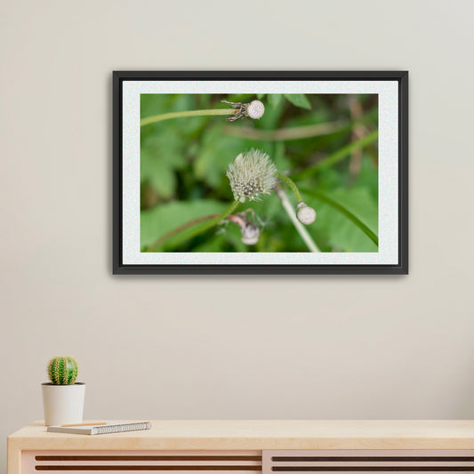Whispers of Time | Framed Fine Art