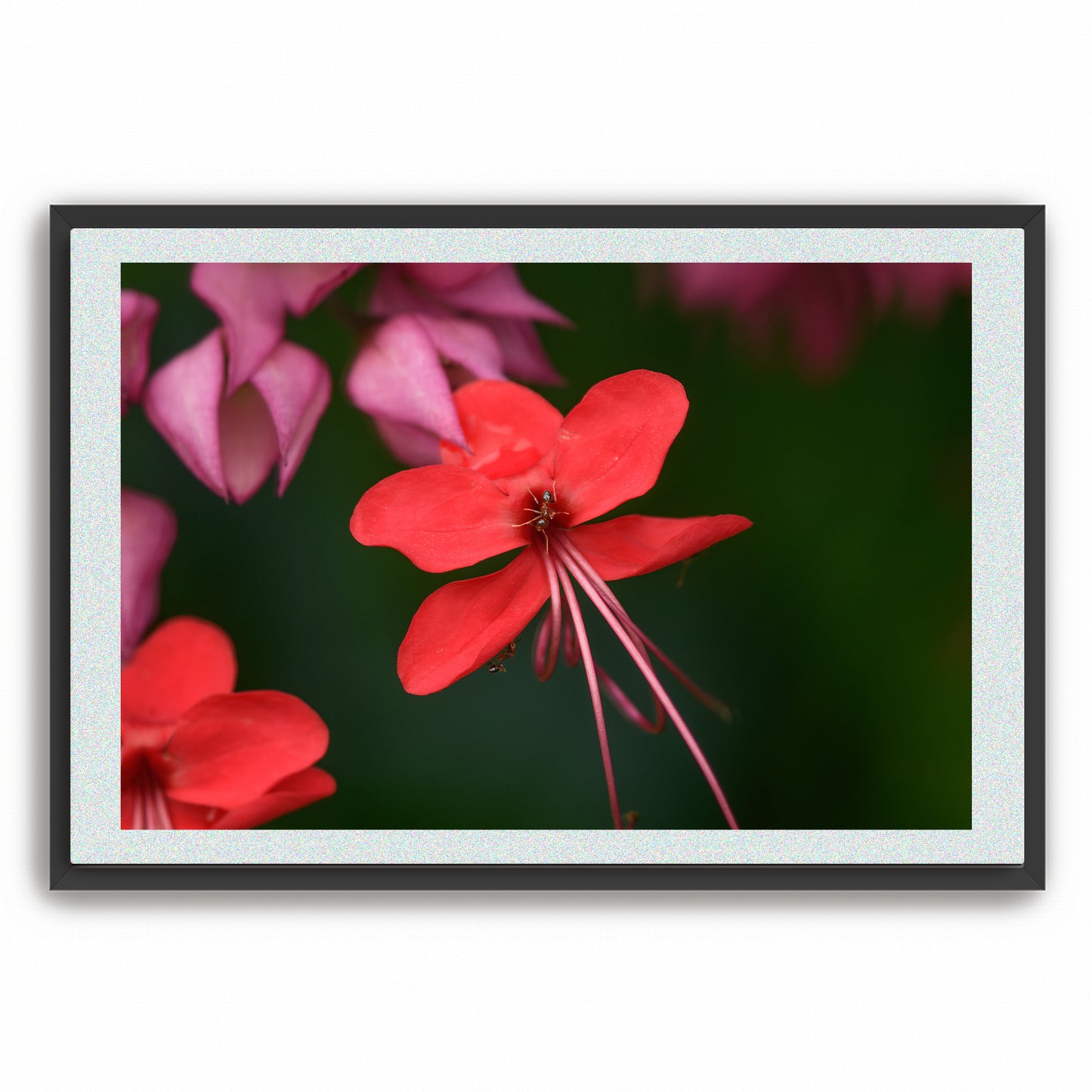 Crimson Encounter | Framed Fine Art