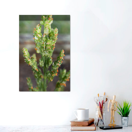 Dewlight Symphony | Canvas