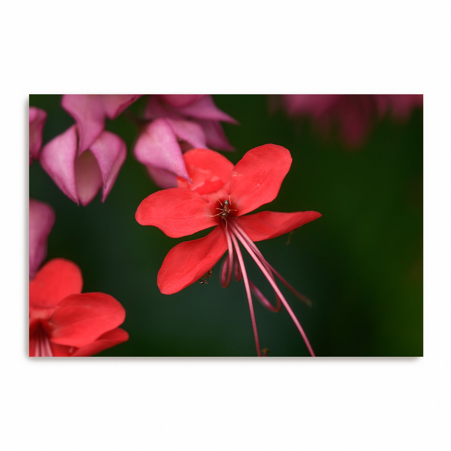Crimson Encounter | Canvas