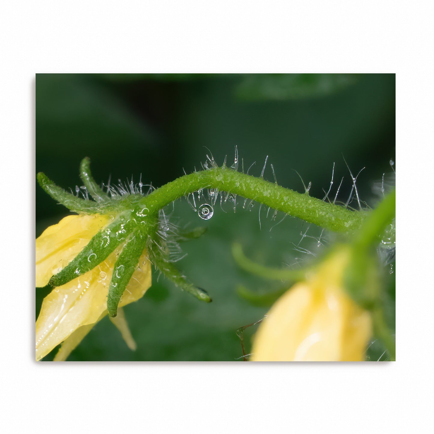 The Hanging Note | Canvas