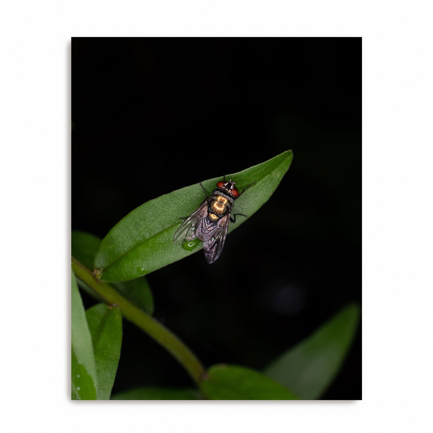Midnight Sentinel | Canvas