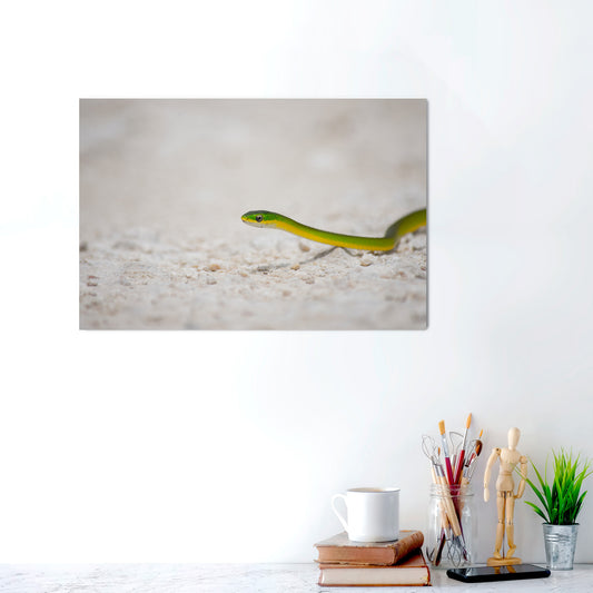 Silent Glide | Canvas