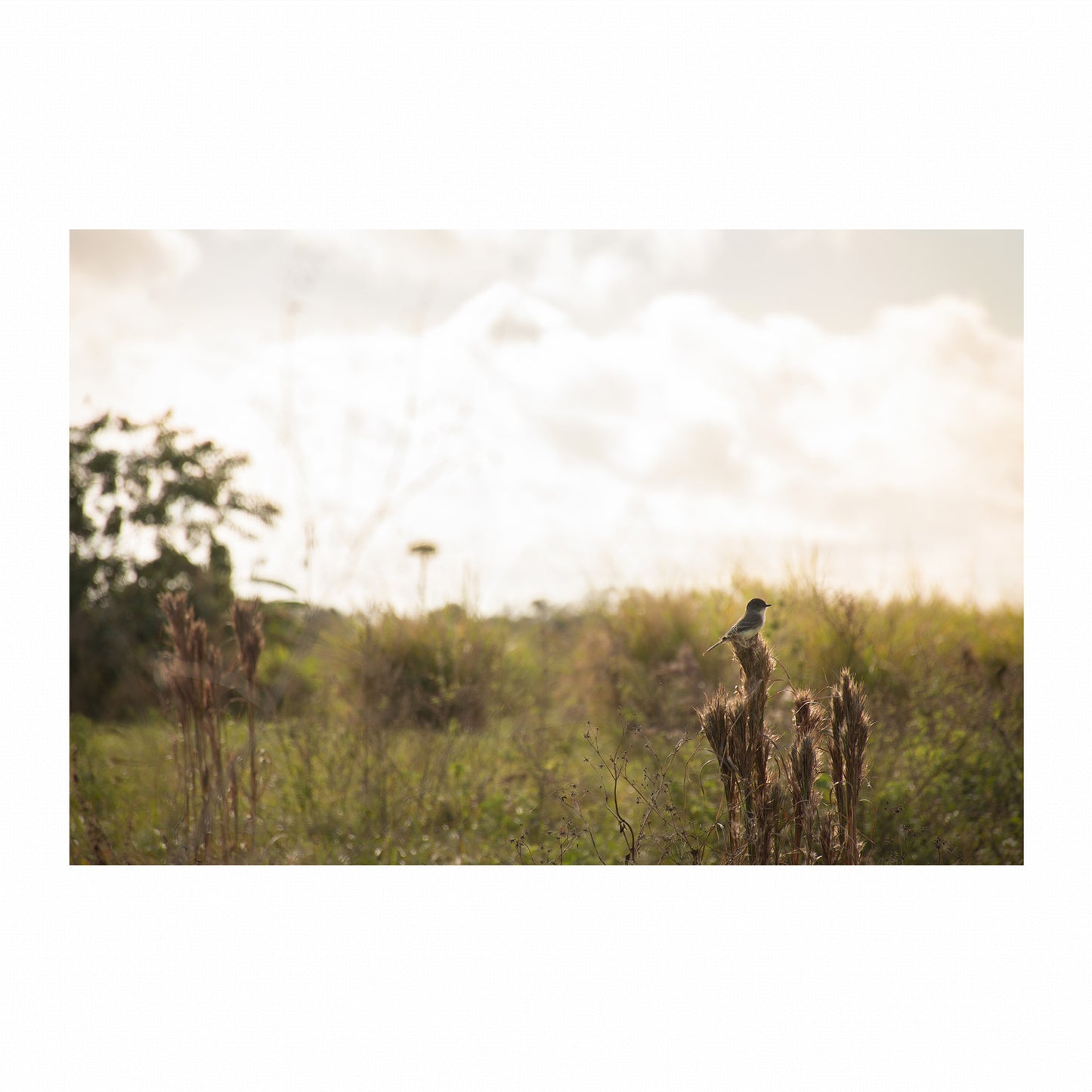Serenity’s Perch | Metal Prints