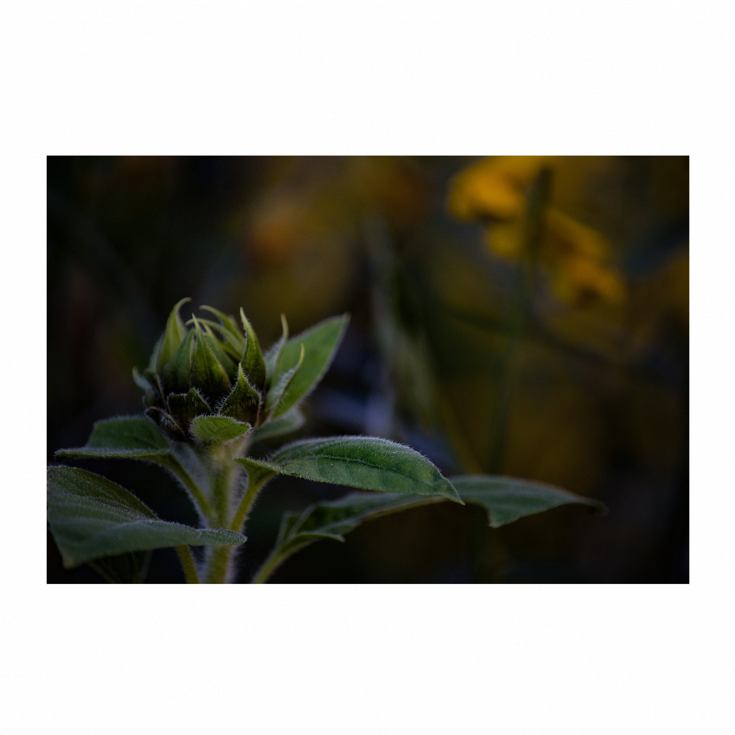 Fine Art Photography Prints