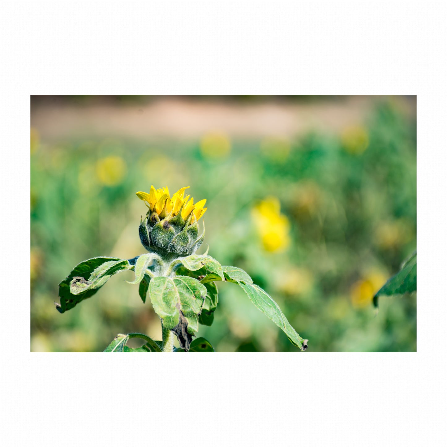 Awakening Bloom | Canvas