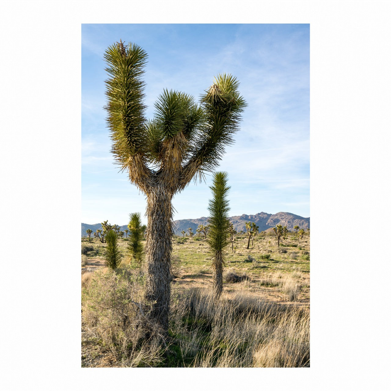 Joshua Tree | Canvas