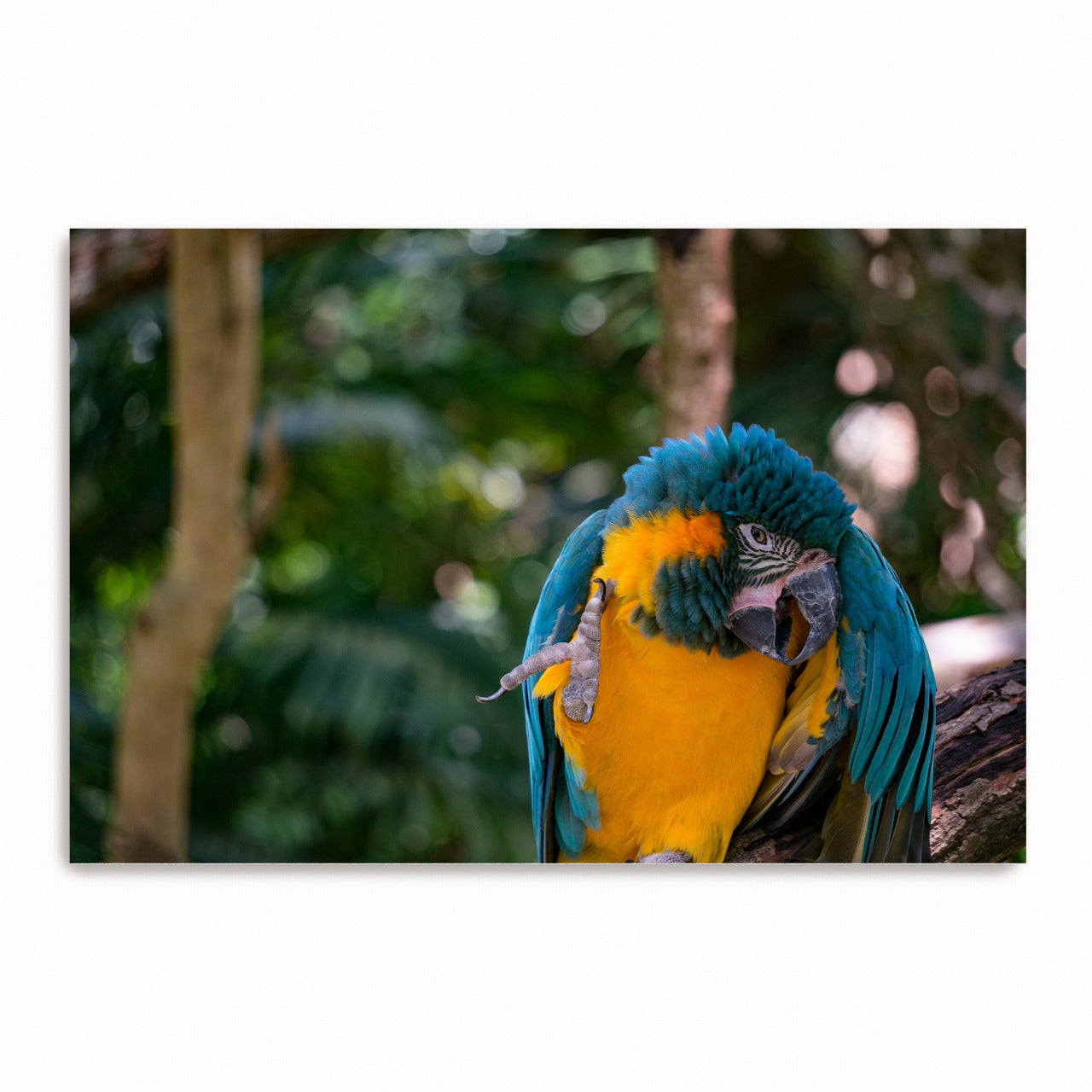 Tropical Charmer | Metal Prints